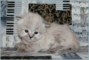 Female Siberian Kitten from Deedlebug Siberians